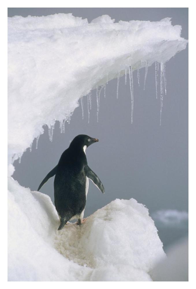 Adelie Penguin Adult, Ross Sea, Antarctica-Paper Art-14X20