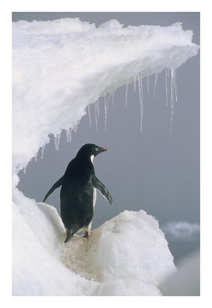 Adelie Penguin Adult, Ross Sea, Antarctica-Paper Art-18X26
