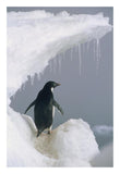 Adelie Penguin Adult, Ross Sea, Antarctica-Paper Art-18X26