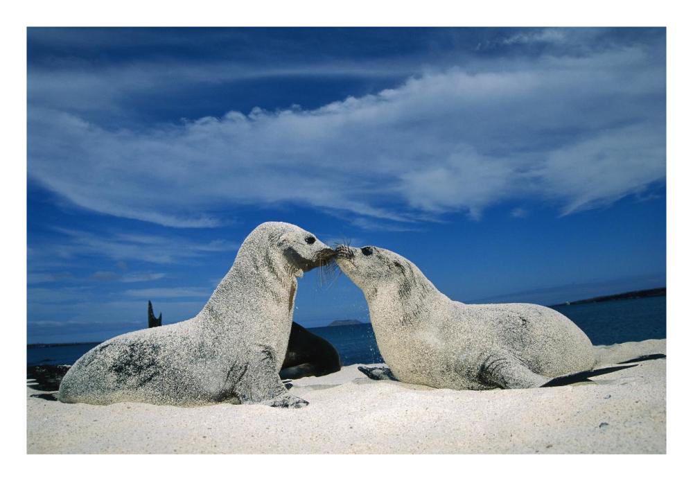 Galapagos Sea Lion Pups Covered In Sand, Galapagos Islands, Ecuador-Paper Art-26X18
