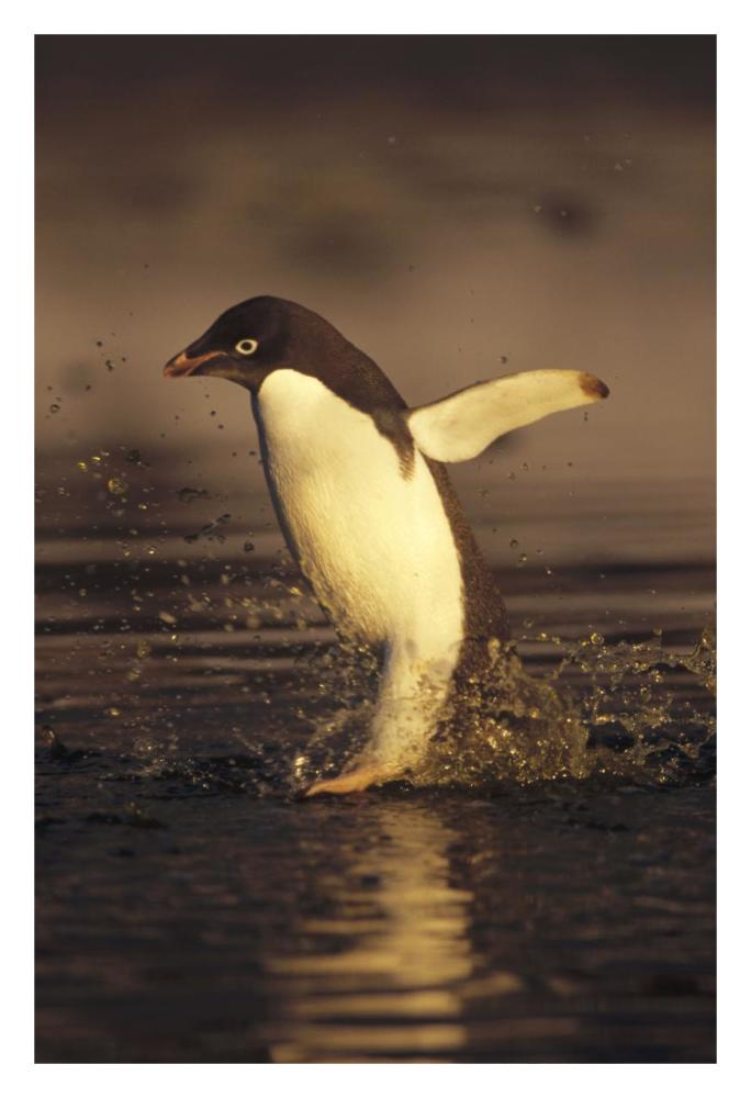 Adelie Penguin Commuting, Cape Adare, Ross Sea, Antarctica-Paper Art-22X32