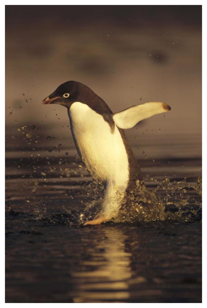 Adelie Penguin Commuting, Cape Adare, Ross Sea, Antarctica-Paper Art-42X62