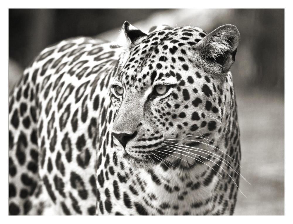 Portrait Of Leopard, South Africa-Paper Art-18,,X14,,