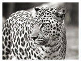 Portrait Of Leopard, South Africa-Paper Art-18,,X14,,