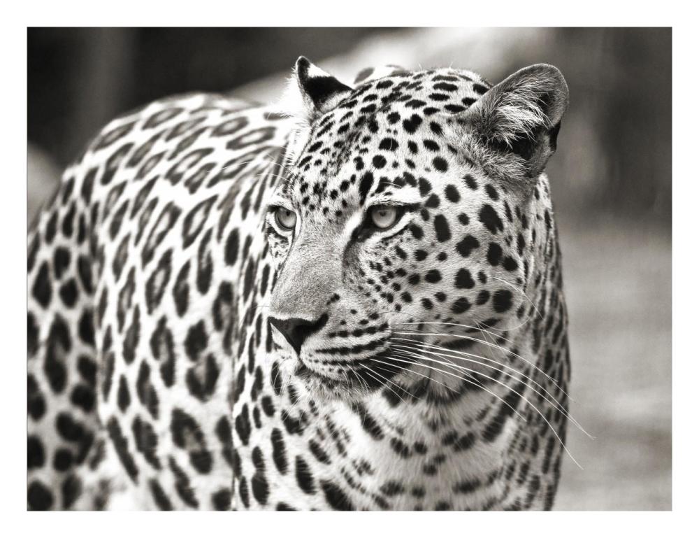 Portrait Of Leopard, South Africa-Paper Art-26,,X20,,