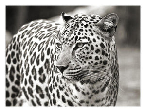 Portrait Of Leopard, South Africa-Paper Art-26,,X20,,