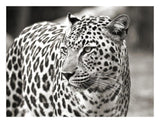 Portrait Of Leopard, South Africa-Paper Art-26,,X20,,
