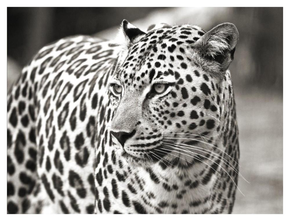 Portrait Of Leopard, South Africa-Paper Art-42,,X32,,