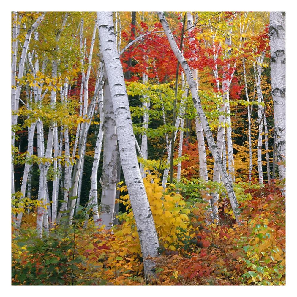 Autumn In Shelburne Forest - Triptych Left-Paper Art-26,,X26,,