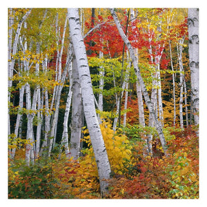 Autumn In Shelburne Forest - Triptych Left-Paper Art-26,,X26,,