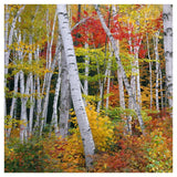 Autumn In Shelburne Forest - Triptych Left-Paper Art-42,,X42,,