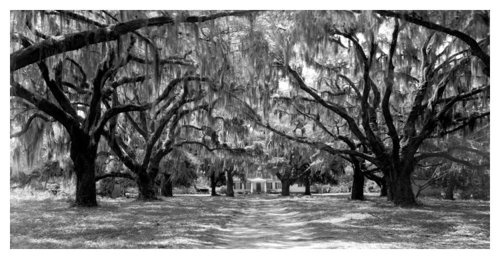 Avenue Of Oaks, South Carolina-Paper Art-50,,X26,,