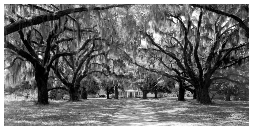 Avenue Of Oaks, South Carolina-Paper Art-62,,X32,,