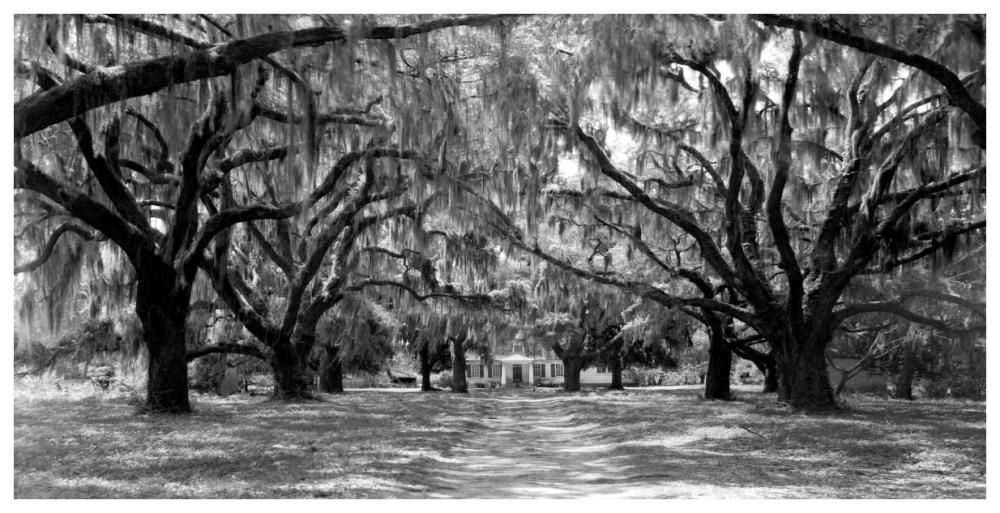 Avenue Of Oaks, South Carolina-Paper Art-74,,X38,,