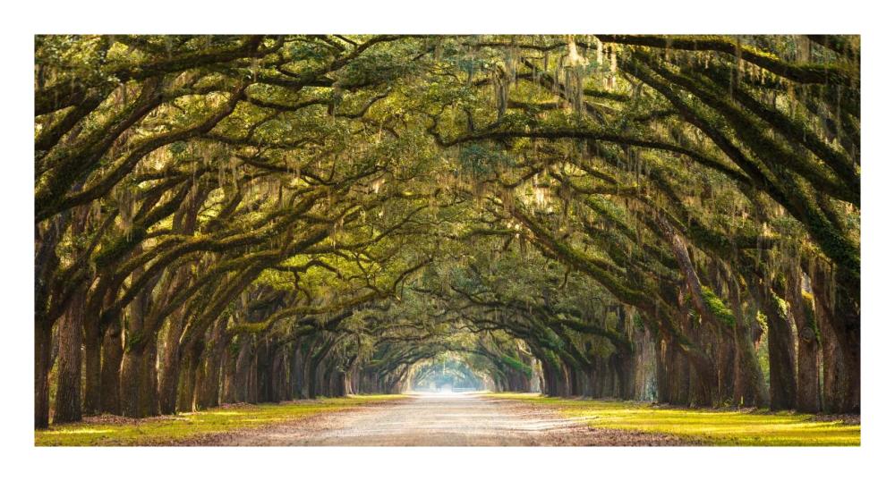 Path Lined With Oak Trees-Paper Art-26,,X14,,