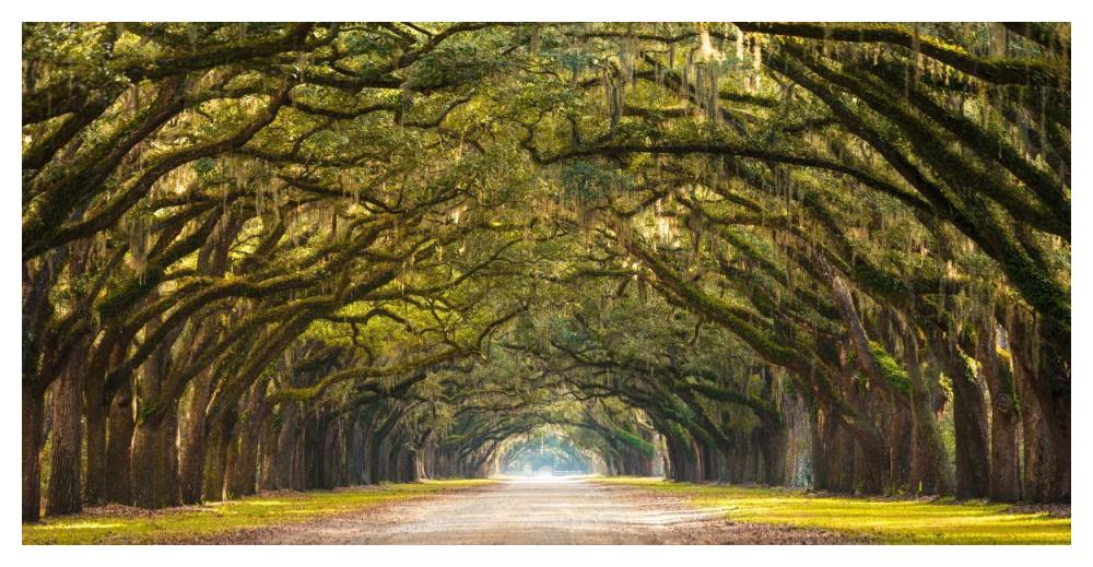 Path Lined With Oak Trees-Paper Art-50,,X26,,
