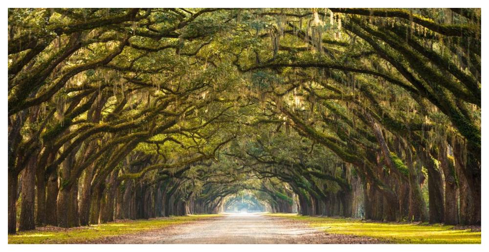 Path Lined With Oak Trees-Paper Art-62,,X32,,