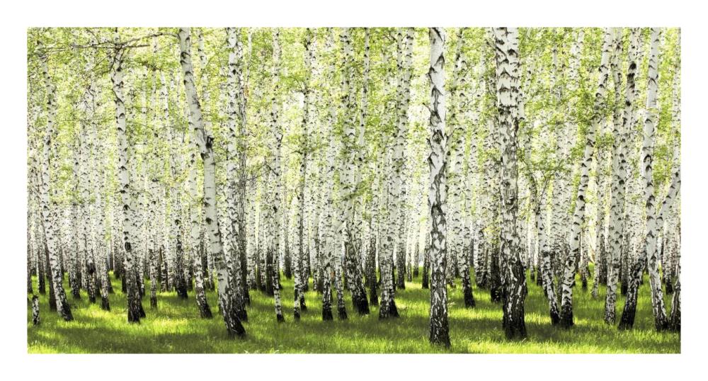 Birch Forest In Spring-Paper Art-26,,X14,,