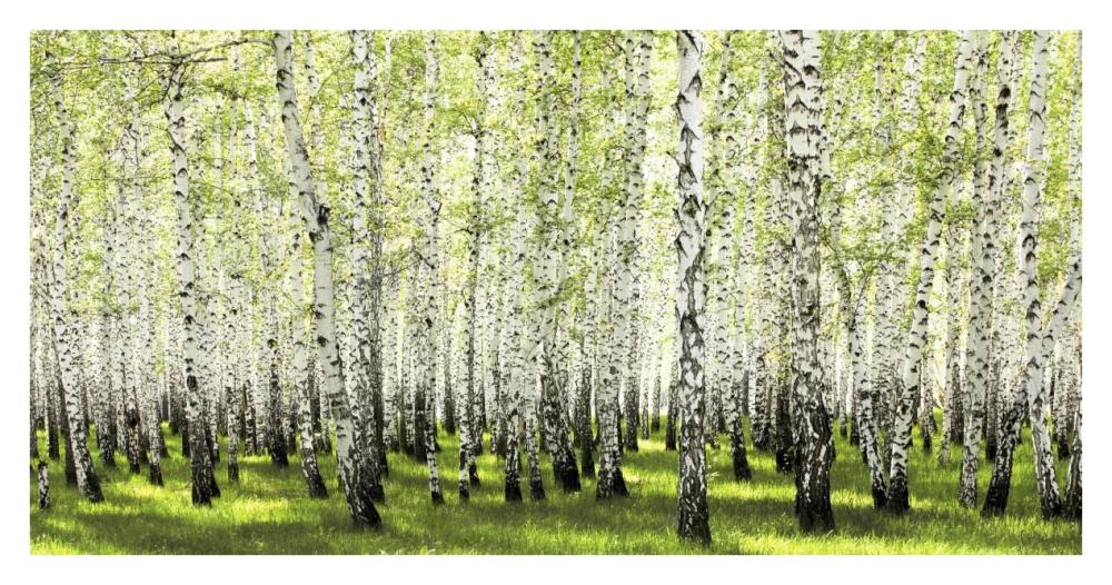 Birch Forest In Spring-Paper Art-38,,X20,,