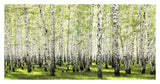 Birch Forest In Spring-Paper Art-38,,X20,,