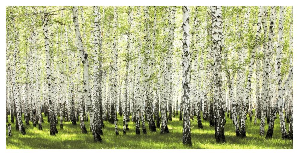 Birch Forest In Spring-Paper Art-50,,X26,,