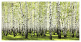 Birch Forest In Spring-Paper Art-50,,X26,,
