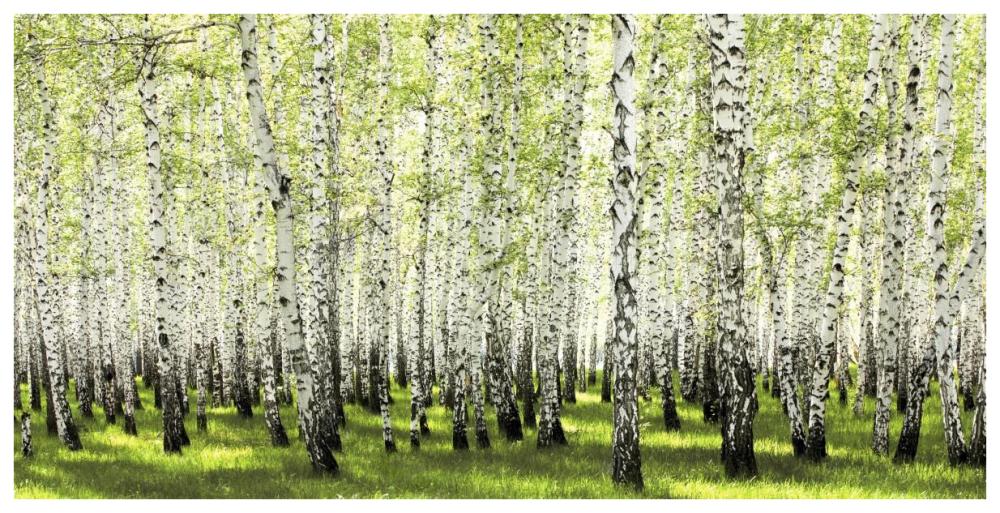 Birch Forest In Spring-Paper Art-74,,X38,,