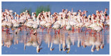 Lesser Flamingo, Lake Nakuru, Kenya-Paper Art-74,,X38,,