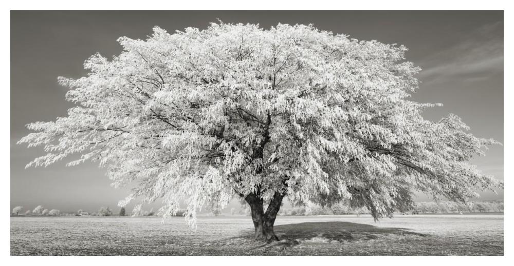 Lime Tree With Frost, Bavaria, Germany-Paper Art-50,,X26,,
