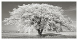 Lime Tree With Frost, Bavaria, Germany-Paper Art-50,,X26,,