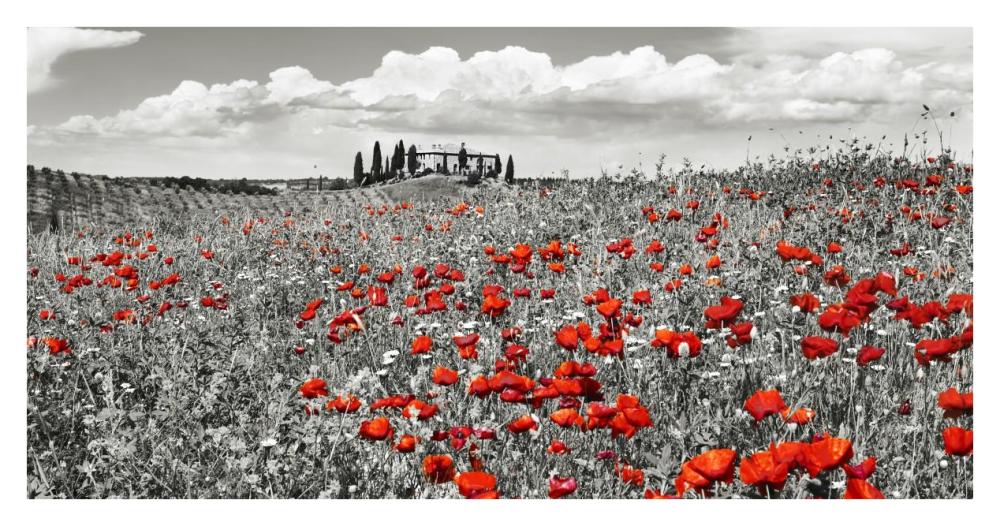 Farm House With Cypresses And Poppies, Tuscany, Italy-Paper Art-38,,X20,,
