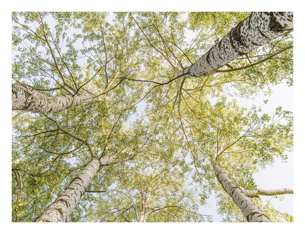 Birch Woods In Spring-Paper Art-26,,X20,,