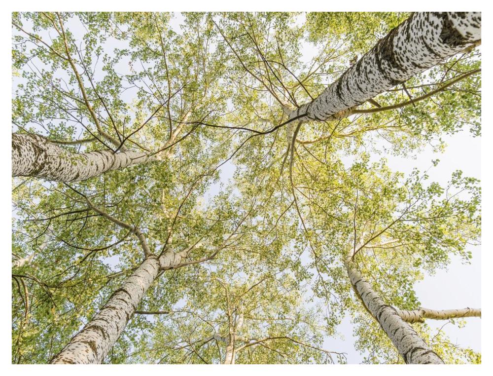 Birch Woods In Spring-Paper Art-42,,X32,,