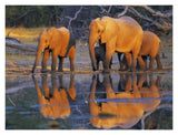 African Elephants, Okavango, Botswana-Paper Art-18,,X14,,