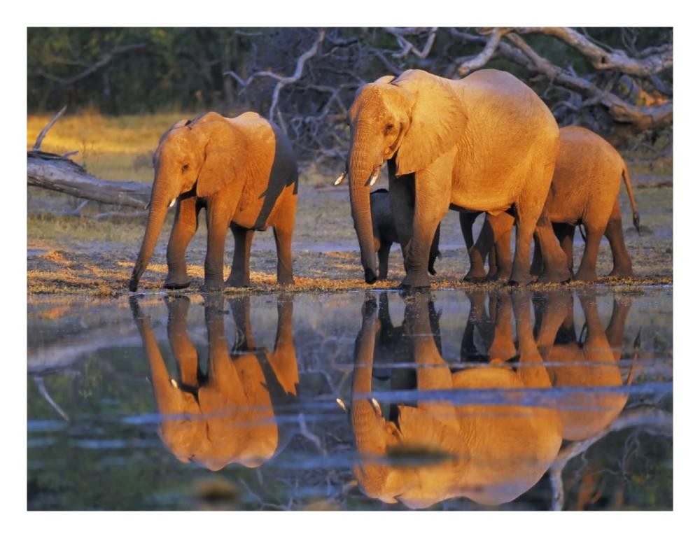African Elephants, Okavango, Botswana-Paper Art-26,,X20,,