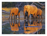 African Elephants, Okavango, Botswana-Paper Art-26,,X20,,
