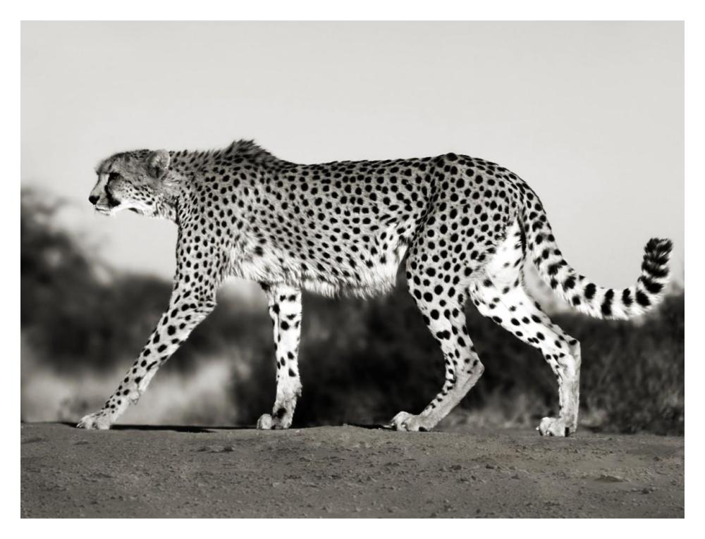 Cheetah, Namibia, Africa-Paper Art-18,,X14,,