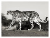 Cheetah, Namibia, Africa-Paper Art-18,,X14,,