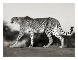 Cheetah, Namibia, Africa-Paper Art-26,,X20,,