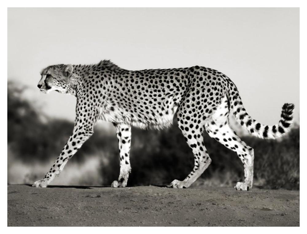 Cheetah, Namibia, Africa-Paper Art-42,,X32,,