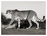 Cheetah, Namibia, Africa-Paper Art-42,,X32,,