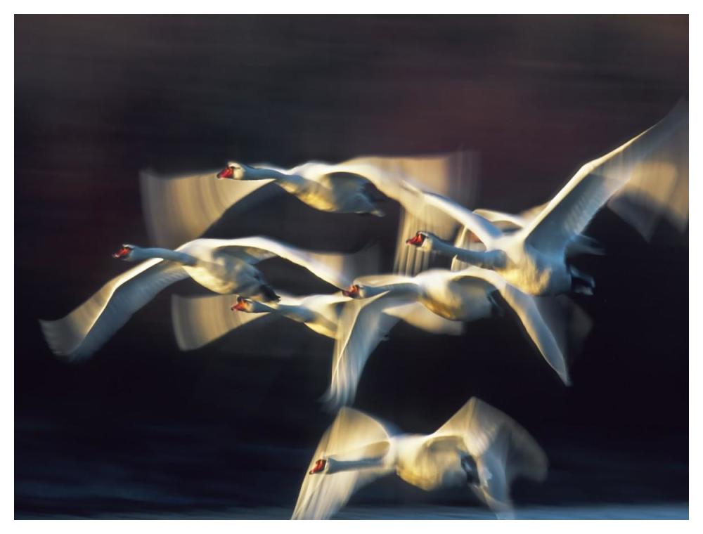 Mute Swan, Munich, Germany-Paper Art-50,,X38,,