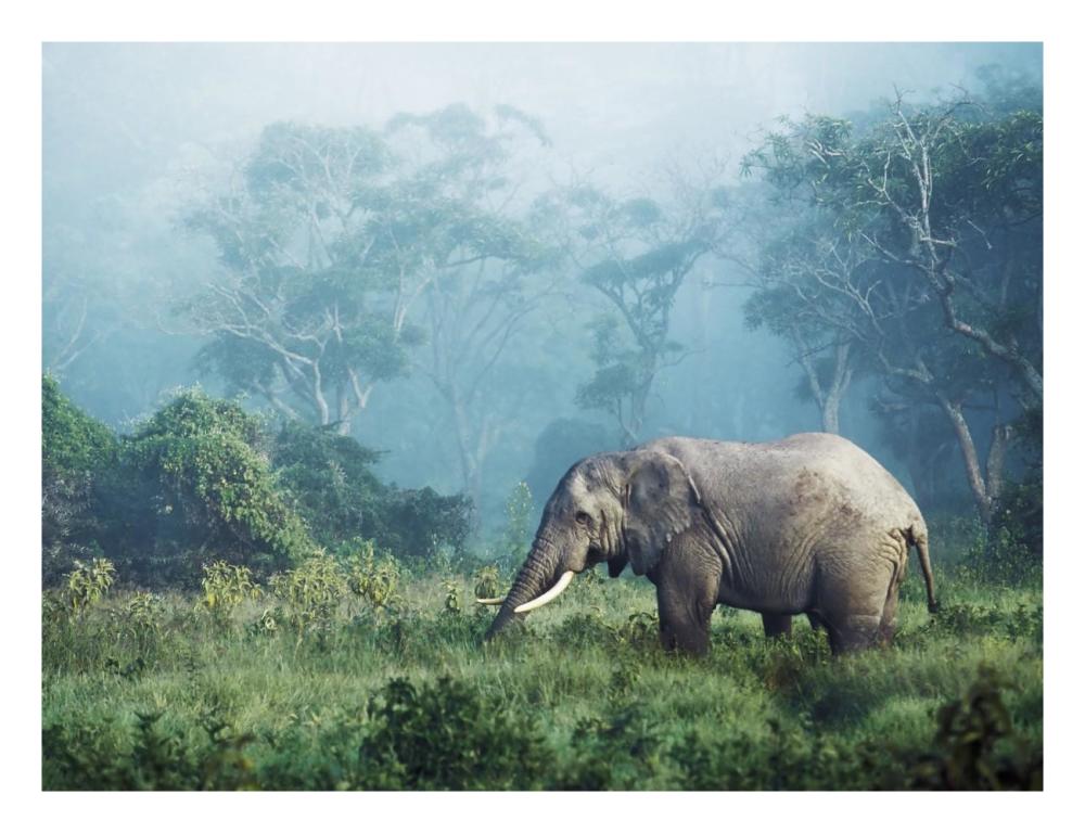 African Elephant, Ngorongoro Crater, Tanzania-Paper Art-26,,X20,,