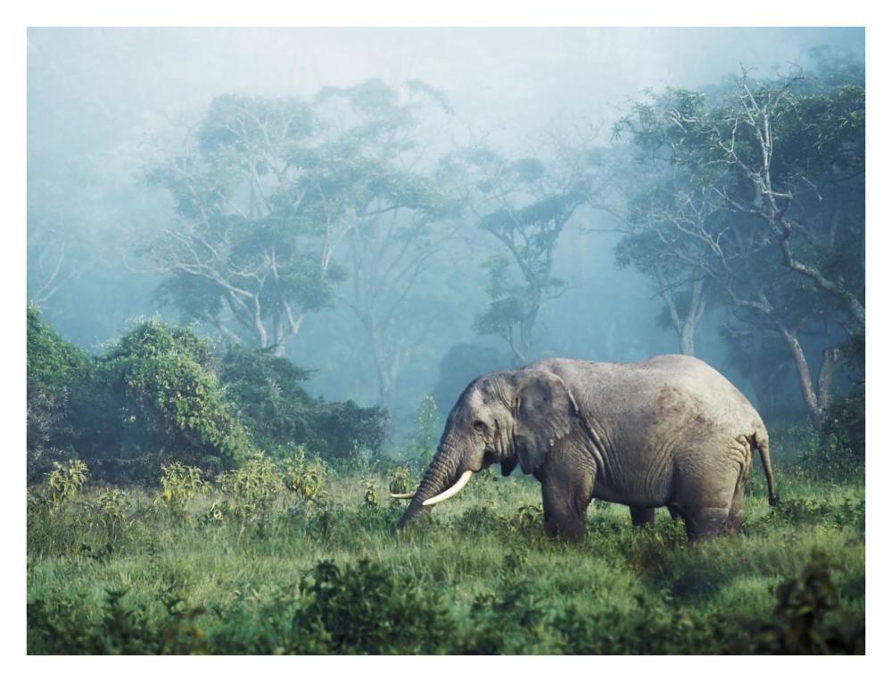 African Elephant, Ngorongoro Crater, Tanzania-Paper Art-34,,X26,,