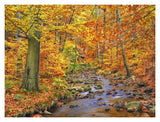 Beech Forest In Autumn, Ilse Valley, Germany-Paper Art-18,,X14,,
