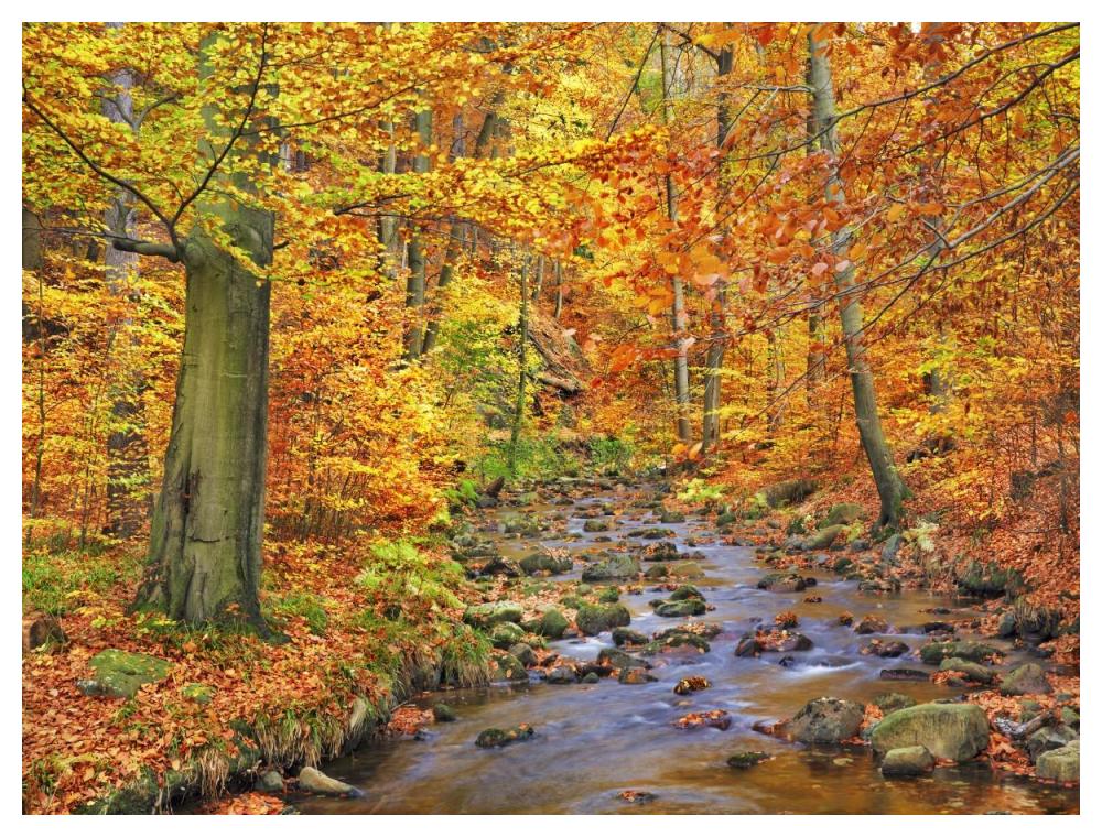Beech Forest In Autumn, Ilse Valley, Germany-Paper Art-50,,X38,,