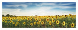 Sunflower Field, Plateau Valensole, Provence, France-Paper Art-38,,X14,,
