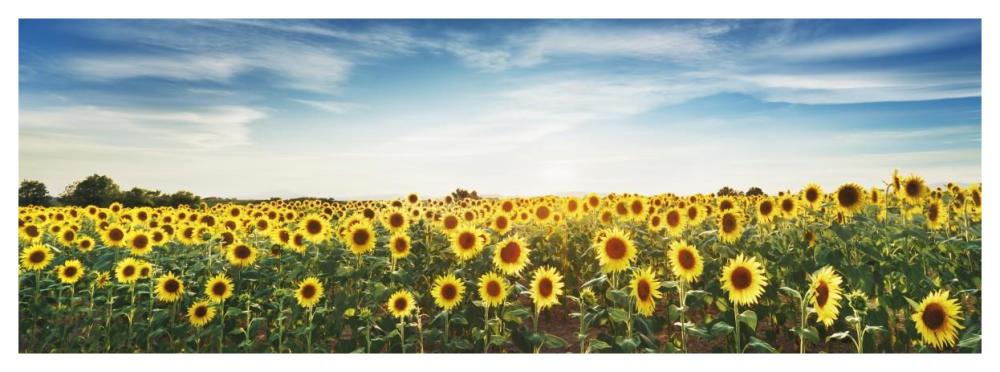Sunflower Field, Plateau Valensole, Provence, France-Paper Art-56,,X20,,