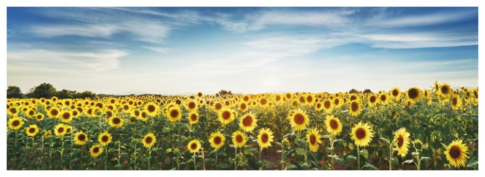 Sunflower Field, Plateau Valensole, Provence, France-Paper Art-74,,X26,,