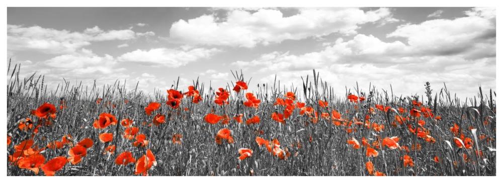 Poppies In Corn Field, Bavaria, Germany-Paper Art-74,,X26,,